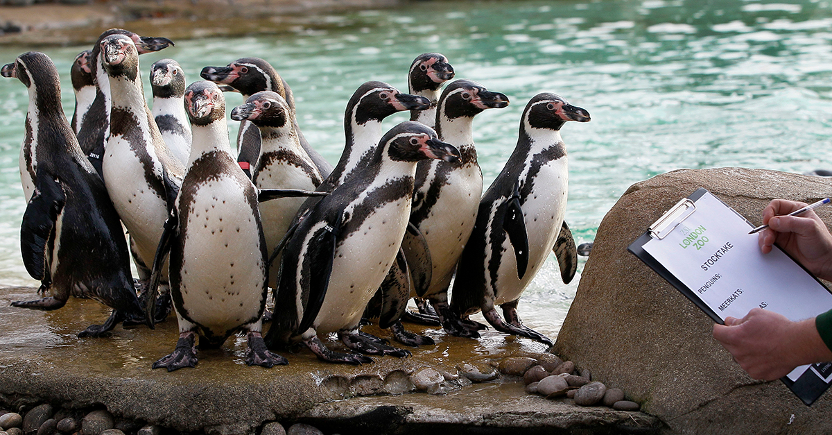 the-london-zoo-has-a-unique-way-of-documenting-all-20-000-of-its