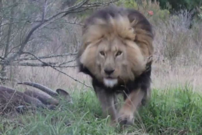 A cameraman decided to interrupt a lion’s meal — he should have expected what happened next