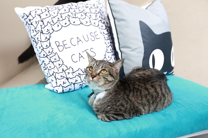 Cat Cafe in Bucktown is set to open just in time for Halloween