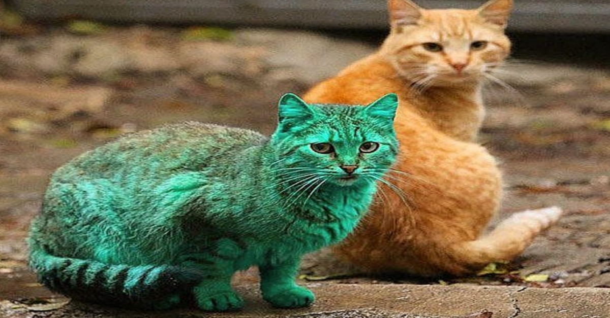 A famous green cat in Bulgaria has changed her appearance after