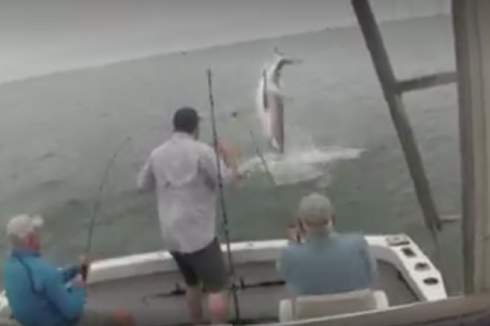 Passengers on a fishing charter were stunned when a great white shark jumped into the air and stole their catch