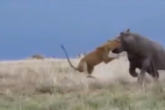 Watch a Lion Sneak Up on a Relaxing Hippo and Feel a World of Pain for the Intrusion