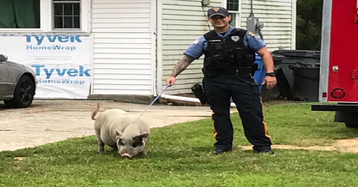When a New Jersey pig was on the loose, the police reached for a lasso