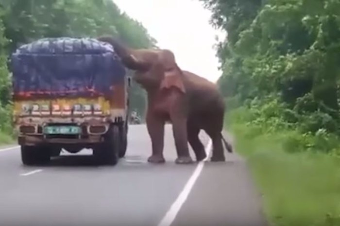 A man driving a truck full of potatoes in India got a surprise visit from an elephant