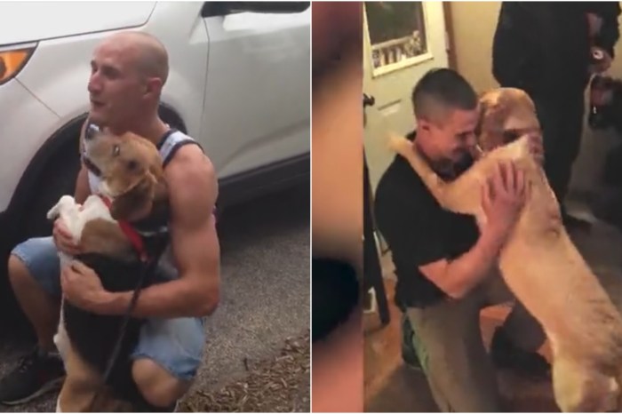 This compilation of pets reuniting with their owners will warm your heart and bring a tear to your eye
