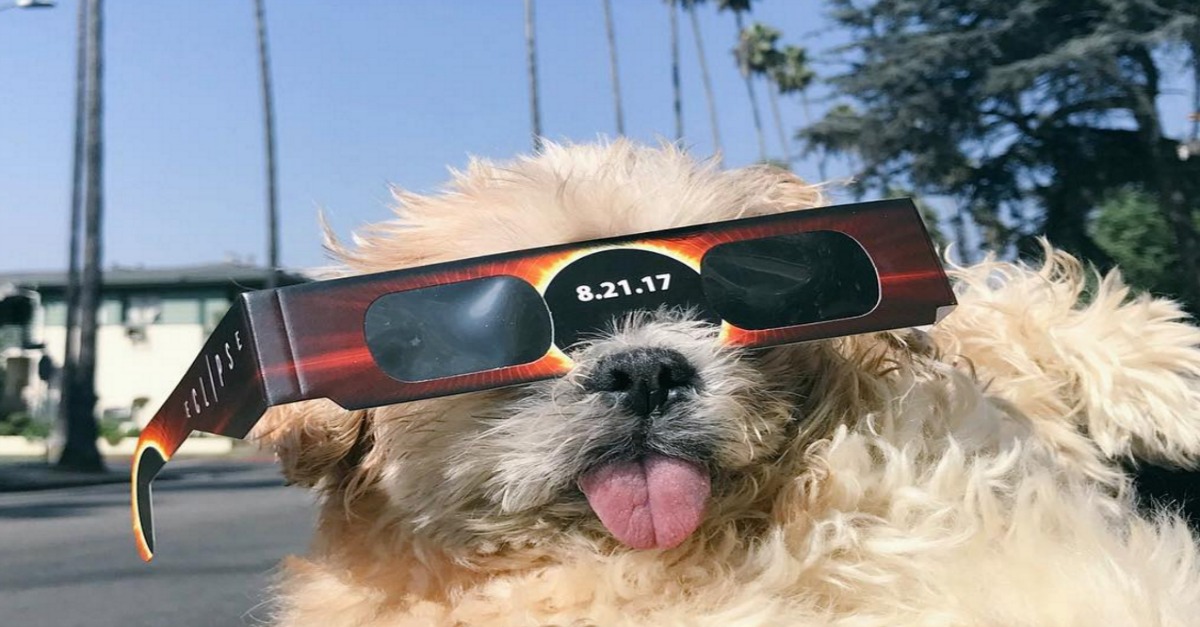 these-pics-of-dogs-wearing-eclipse-glasses-is-just-about-the-cutest