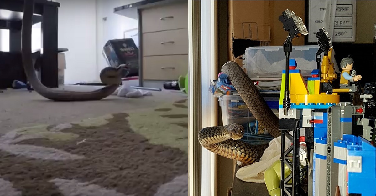 Snake Hunters Flushed a Five-Foot Poisonous Snake Out of a Kid’s LEGOS ...