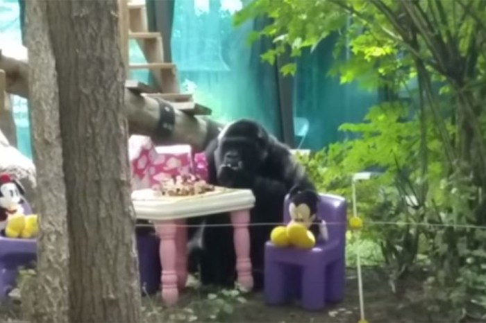 This poor gorilla had to undergo surgery to find out exactly why her appetite had decreased