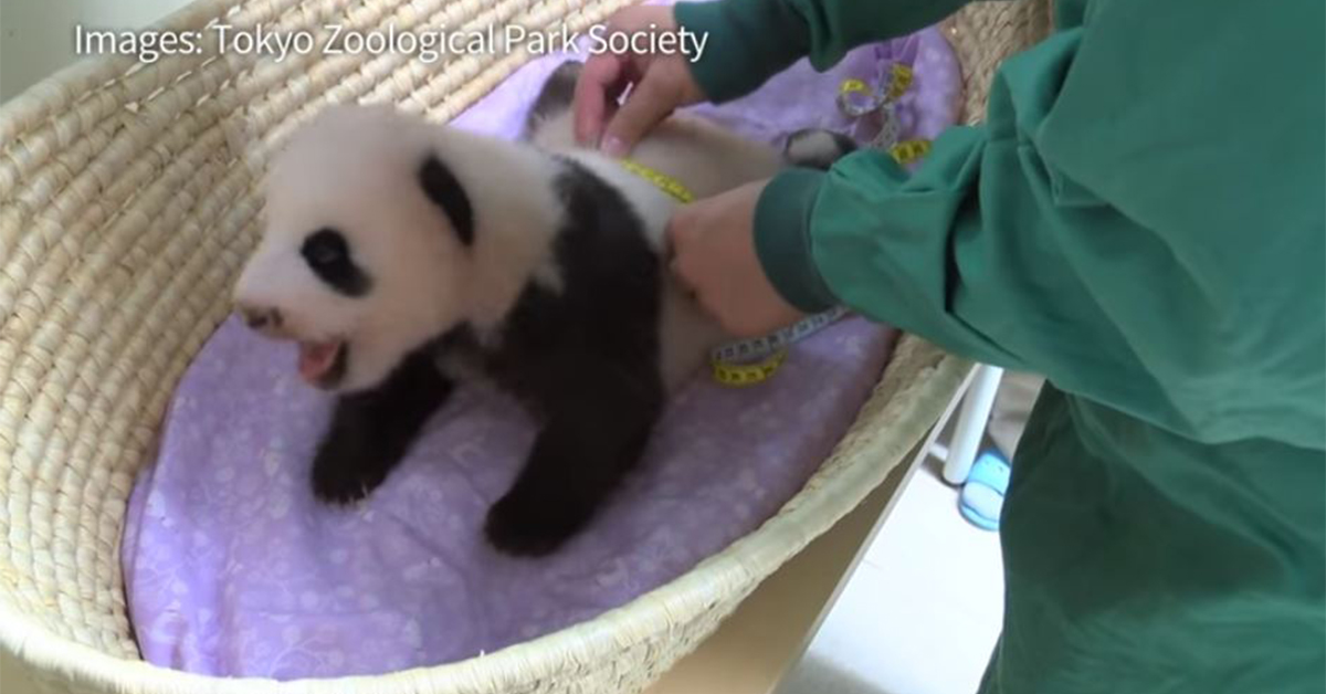 The baby giant panda at the Tokyo Zoo gets a clean bill of health