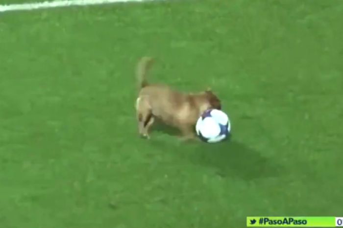 A dog becomes a star after deciding to play soccer with the professionals