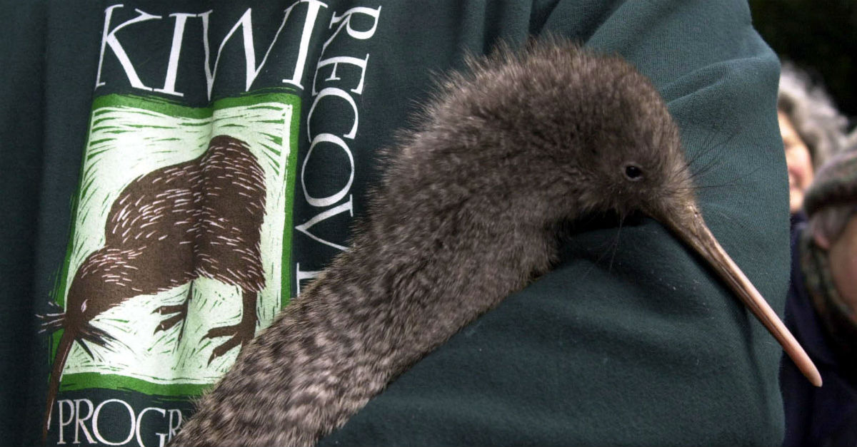 There’s sad news for the kiwi bird thanks to a recent study | Rare