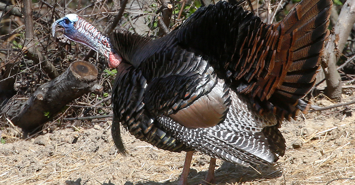 Turkey droppings are ruining gardens and general life in this small Oregon town