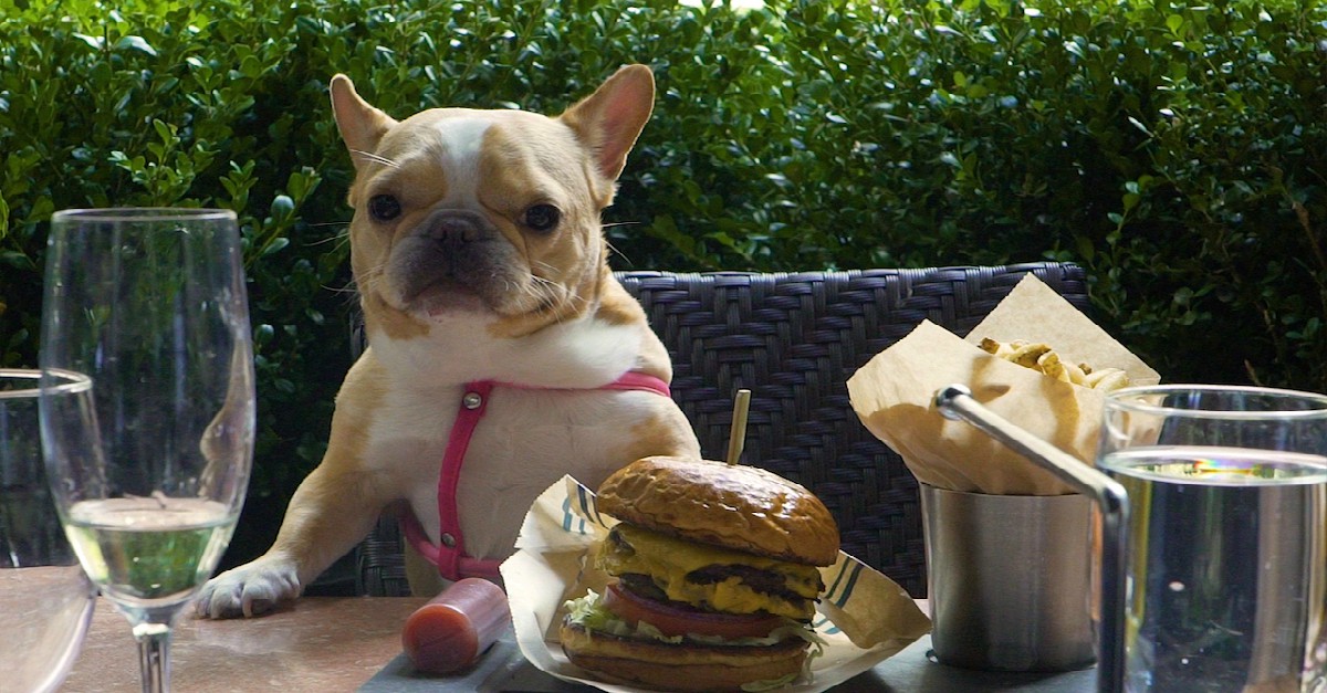 This list of the most dog-friendly restaurants in America has us all