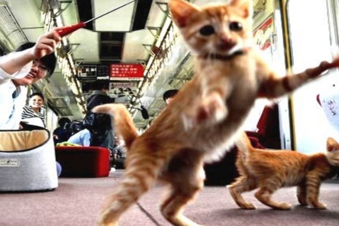 The world’s first cat cafe train has opened in Japan, and it’s as amazing as it sounds