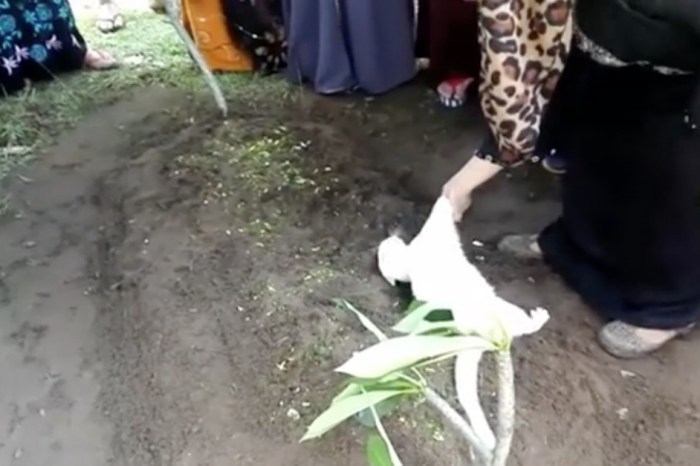 This cat just couldn’t say goodbye at the funeral of a feline lover