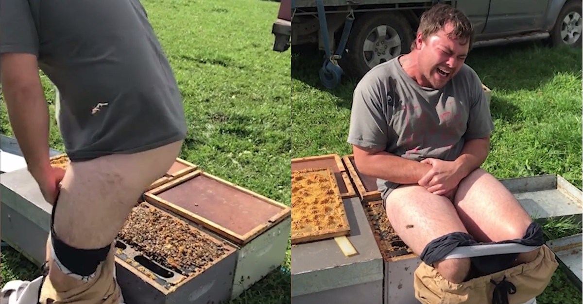 Man Wins Horrible Bet By Sitting on Beehive With No Pants