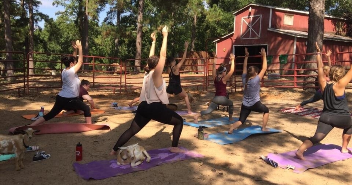If you’re looking to spruce up your workout regimen, Goat Yoga is becoming irresistible to Houston’s yogis