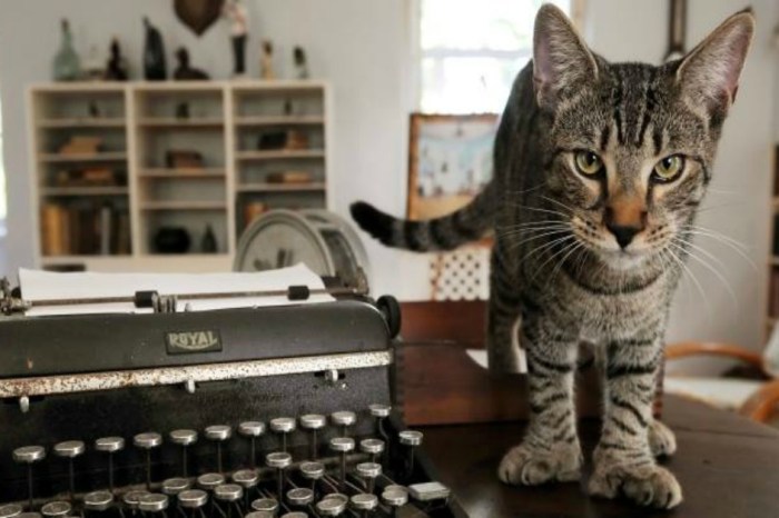 The six-toed cats of Ernest Hemingway’s Florida Keys home are safe and sound