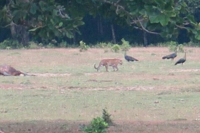 A rare Javan tiger may have been spotted in Indonesia