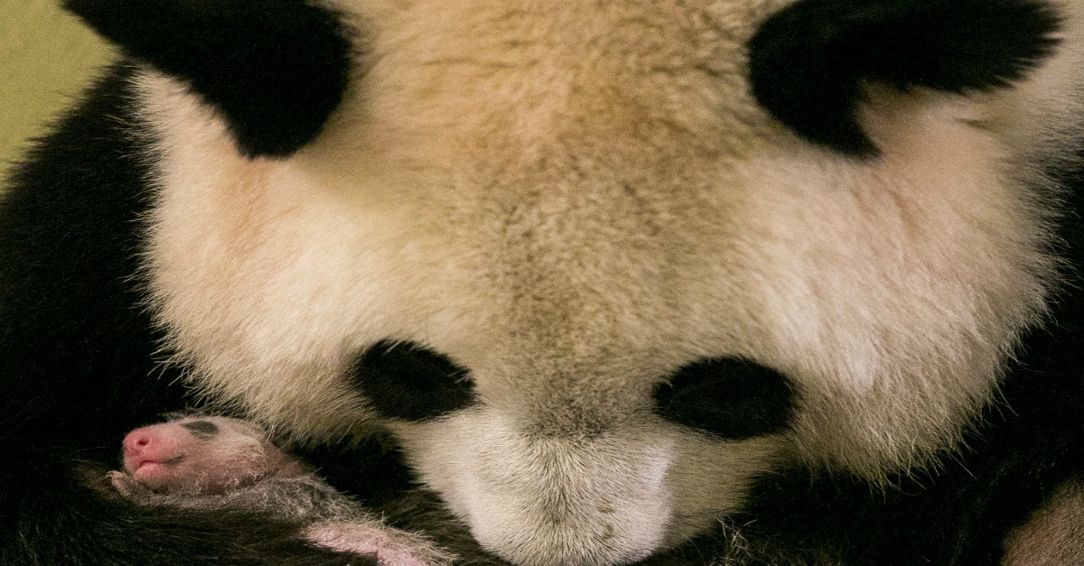 Meet France’s first native-born panda, who happens to have a famous ...