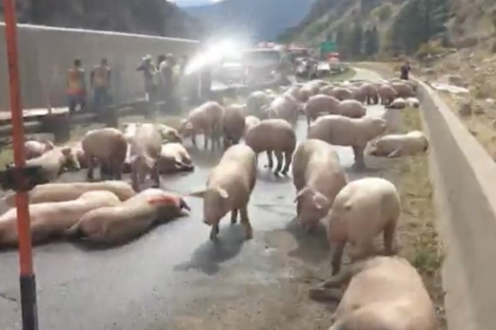 A semitruck overturned while carrying a whole lot of pork