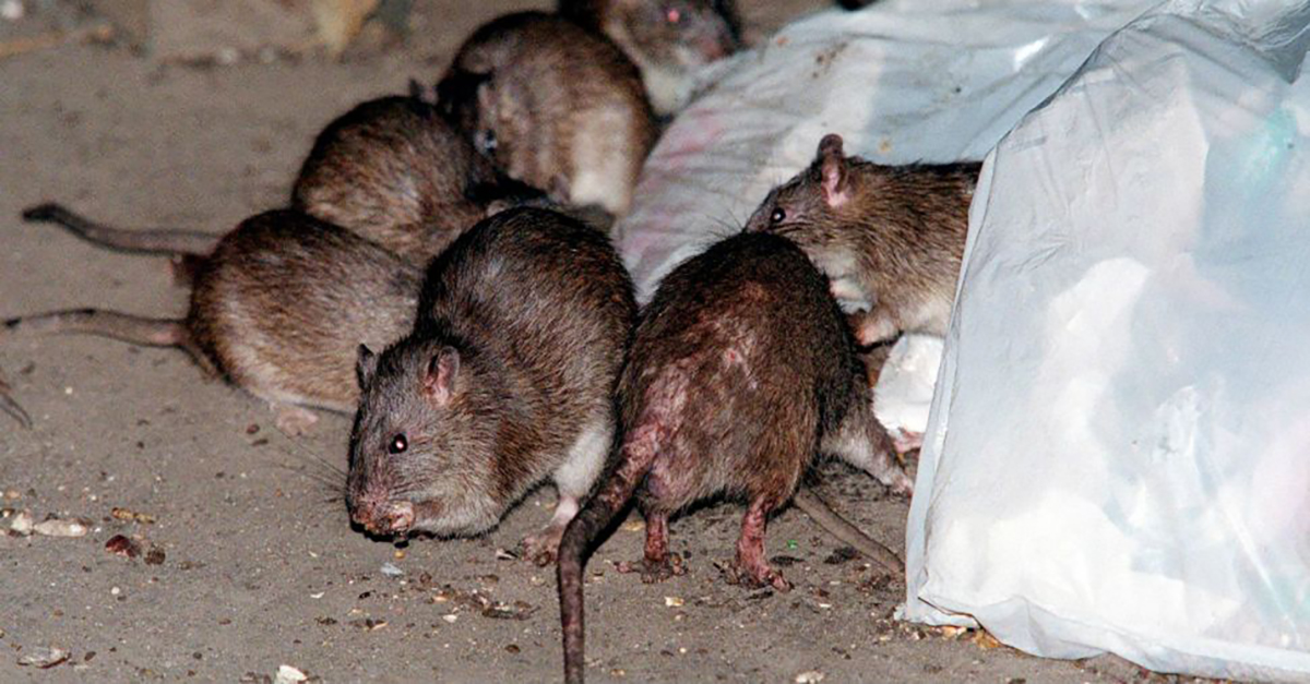 Chicago Has the Most Rats in the U.S. and We’re Grossed Out Too