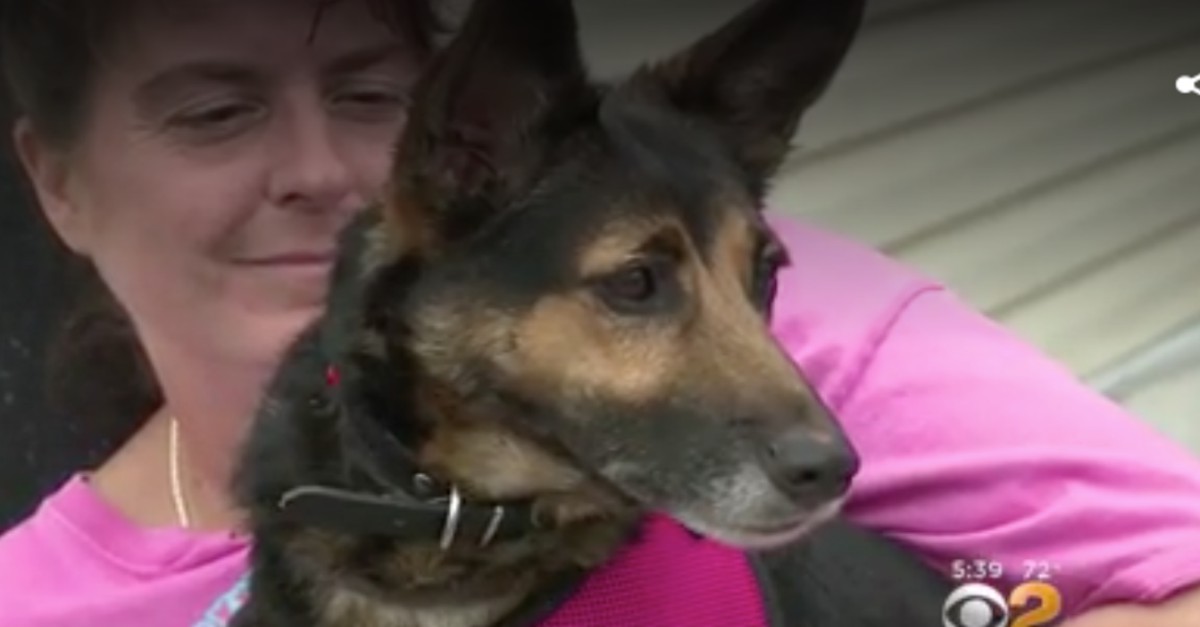 A missing dog’s family had given up hope until she showed up in the ...