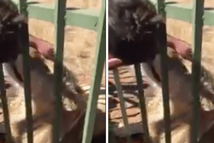 Rugby star pats a lion on the head — it didn’t go so well
