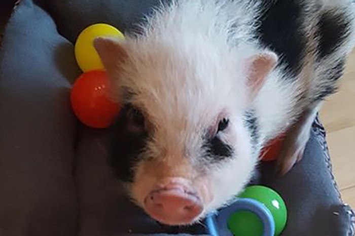 A family’s mini pig named Spam was stolen in a home robbery