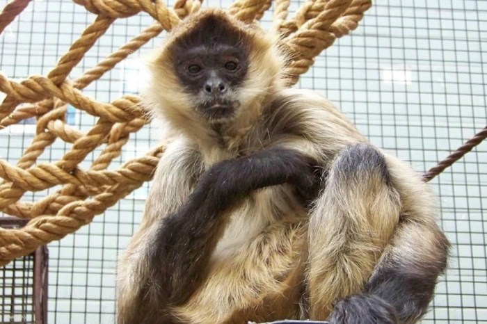 Spiderman, one of the world’s oldest spider monkeys in captivity, has died