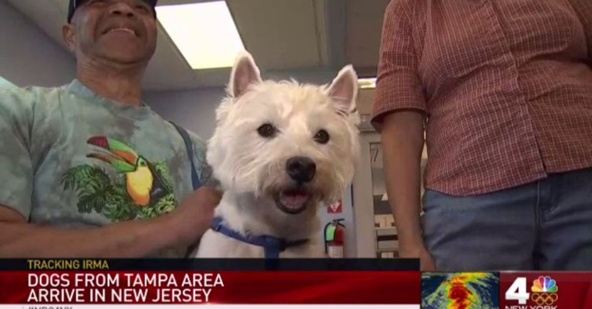 A New Jersey shelter had an adoption spree for animals rescued from