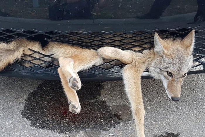 Luckiest coyote ever somehow survives a 20-mile drive at high speed