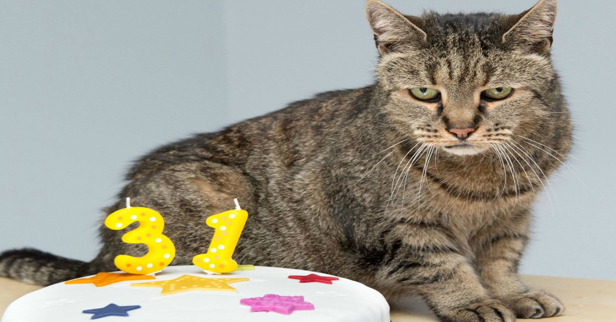 Nutmeg, the world’s oldest cat, has sadly passed away Rare