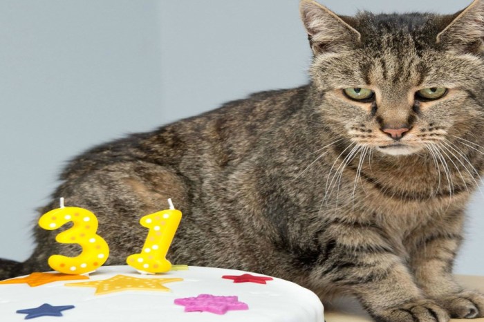 Nutmeg, the world’s oldest cat, has sadly passed away