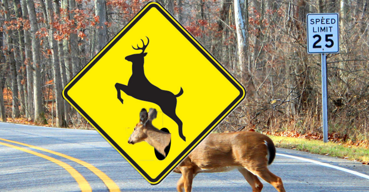 One state is reminding its residents that deer can’t read road signs Rare