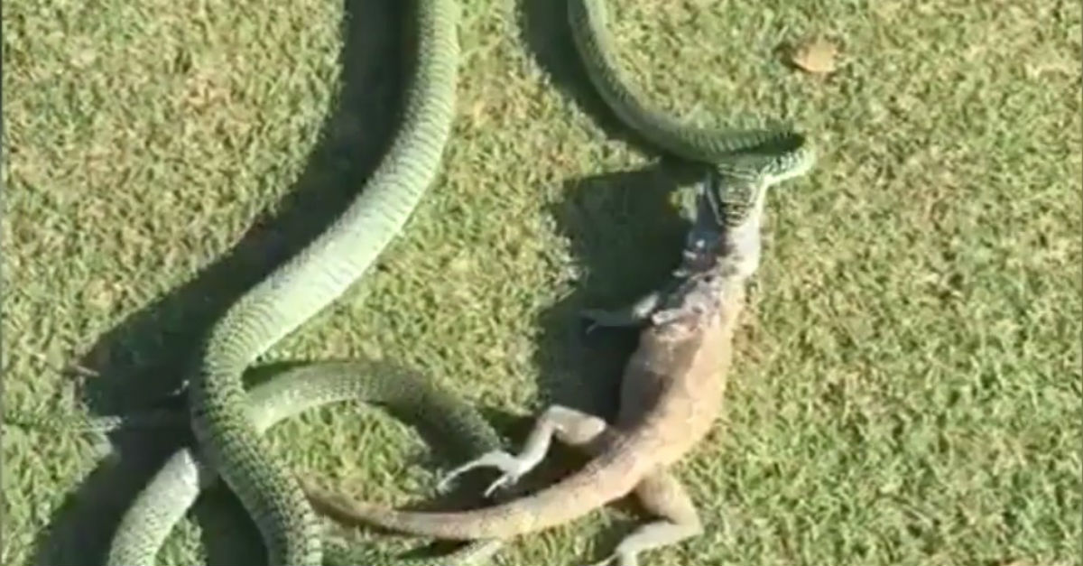 A golfer captures a venomous snake dining on an iguana on the green | Rare