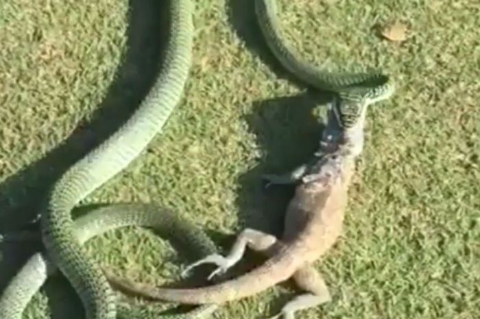 A golfer captures a venomous snake crushing and dining on an iguana on the green