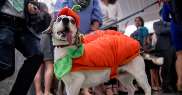 Pet Owners Show Off Their Animals in Halloween Costumes