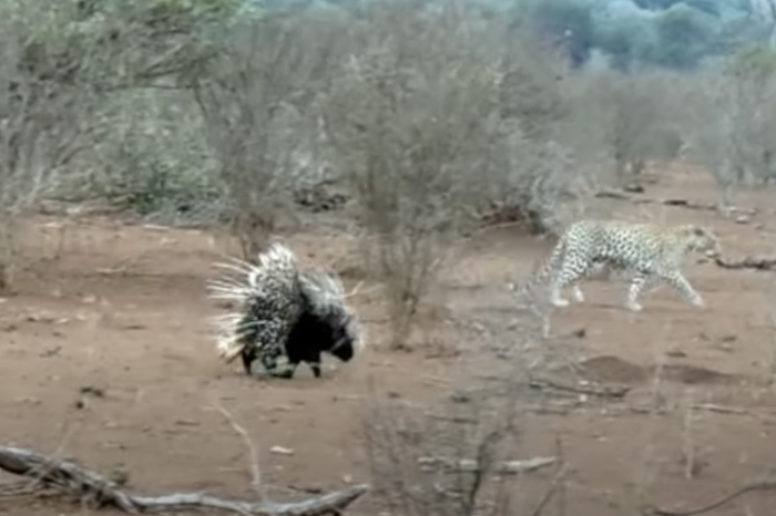 Leopard Learns the Hard Way That Porcupines Shouldn’t be Messed With