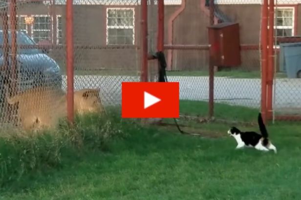 Lion-Hearted House Cat Picks Fight With Actual Lion And Refuses To Back Down