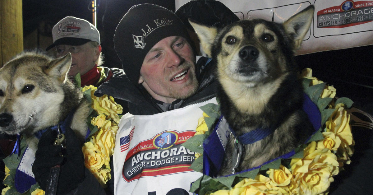 Four-time Iditarod champ out after his dogs tested positive for drugs