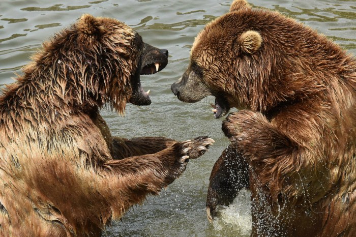 Russian bears are devouring humans due to a lack of alternative food sources