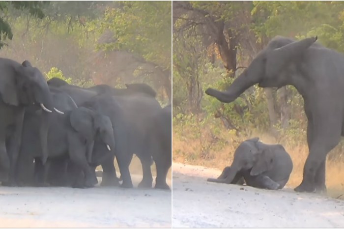 Heartbreaking footage shows an elephant herd’s gallant attempt to rescue an injured calf