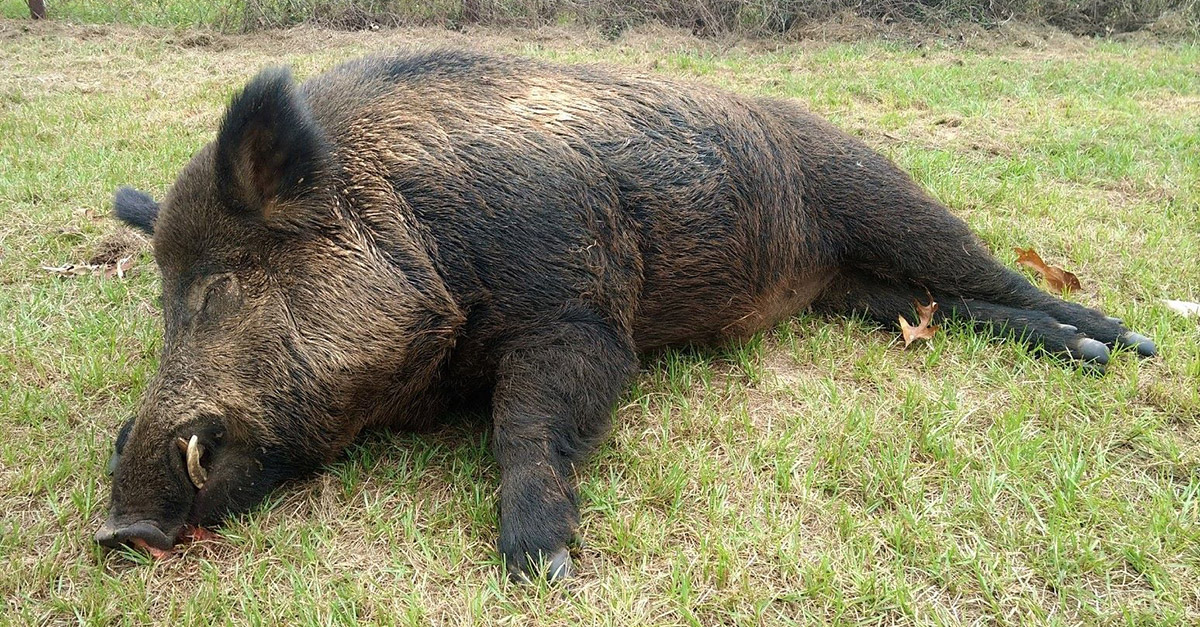 Man Shoots 416-Pound Feral Hog That Was Tearing up His Property | Rare