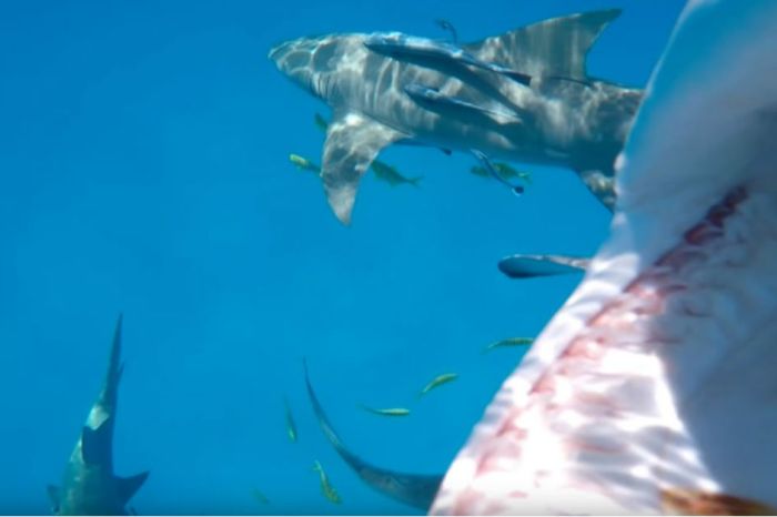 Watch the moment a hungry shark with rows of razor-sharp teeth gobbles up a GoPro