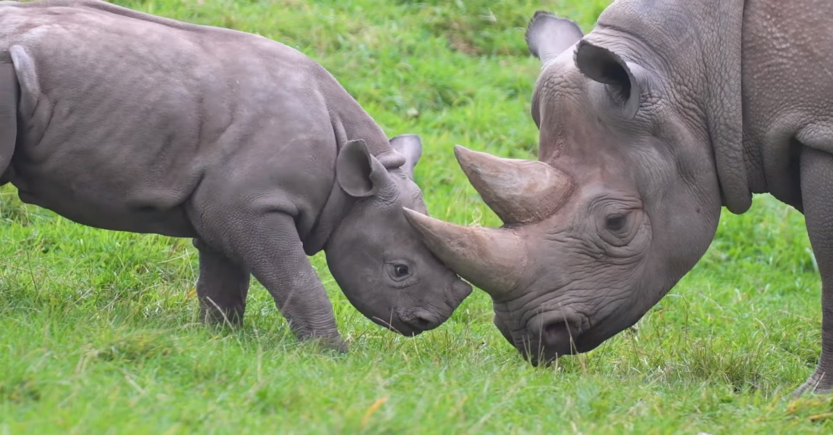 This baby rhino bothering its mom is all you need to get through the ...