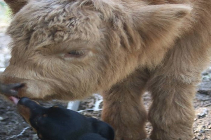 A baby calf thinks it’s a dog, and there’s nothing wrong with that