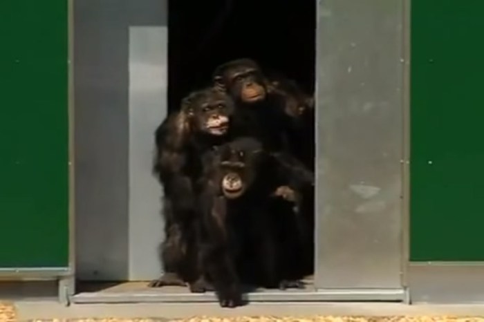 Emotional video shows chimpanzees once used as research animals get a new lease on life