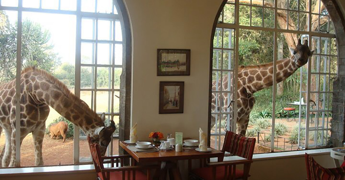 There’s a hotel in Kenya where you can break bread with a giraffe | Rare