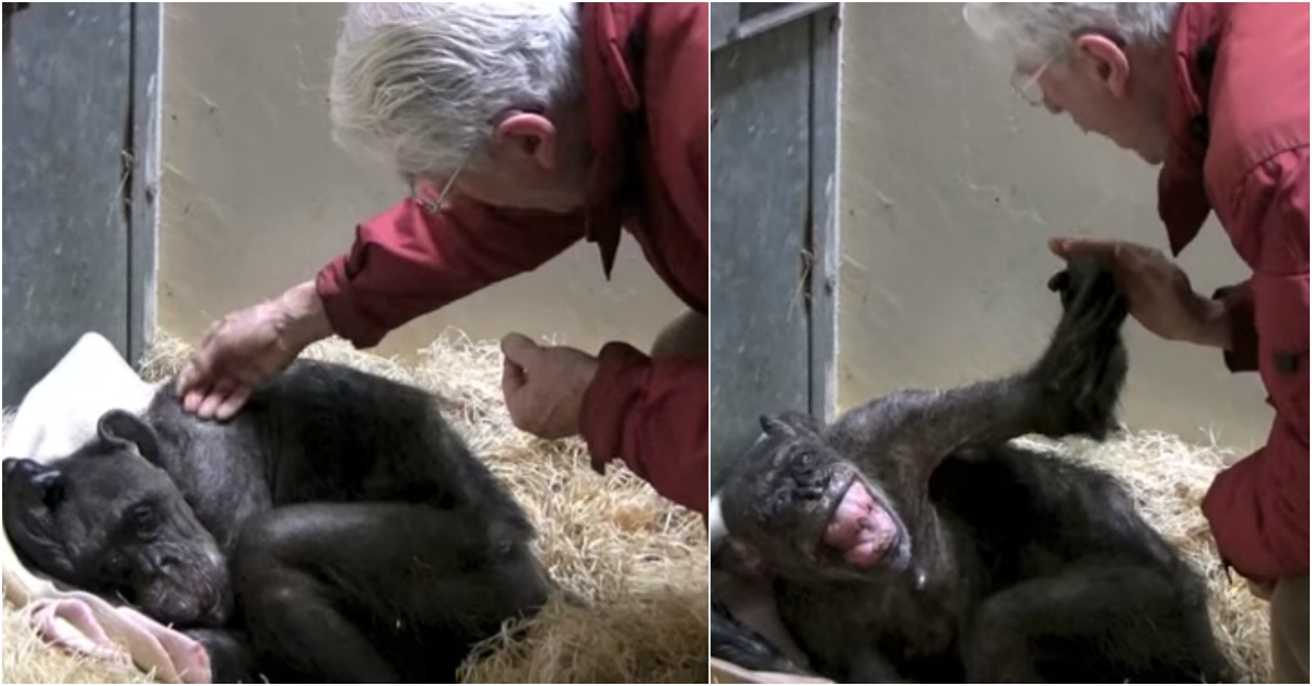 See the heartbreaking moment an old, dying chimp recognizes a friend | Rare